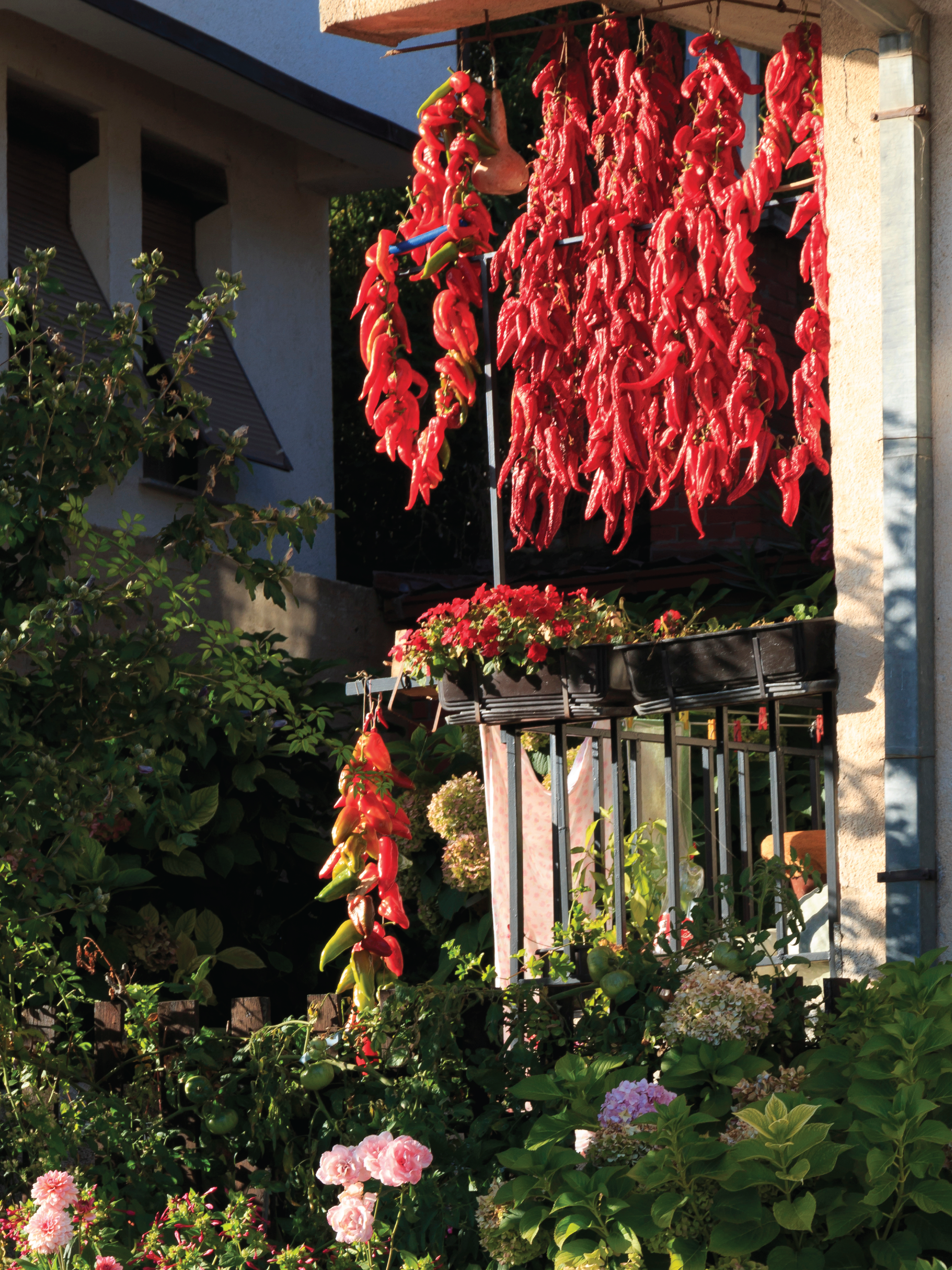 Red peppers drying from a balcony above a garden