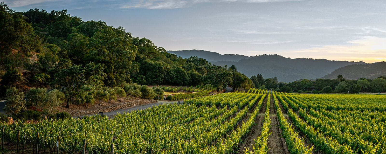 Alesto Winery vineyard rows