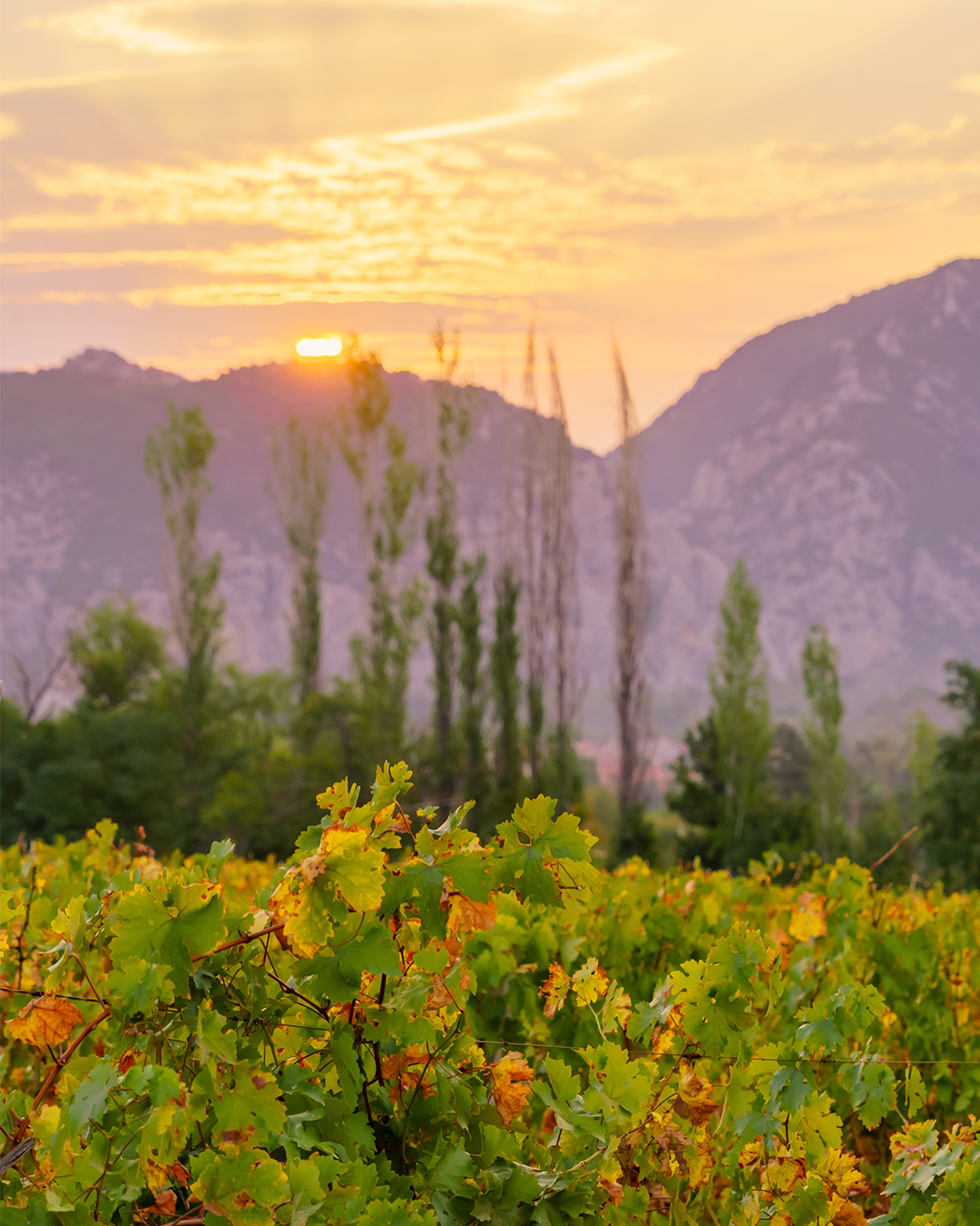 Dark grape clusters hanging on the vine